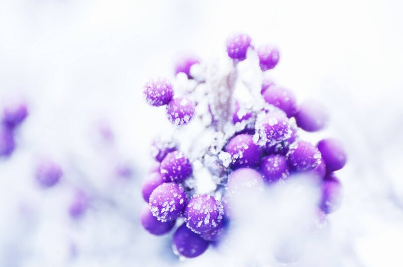 Frosted Purple Berries