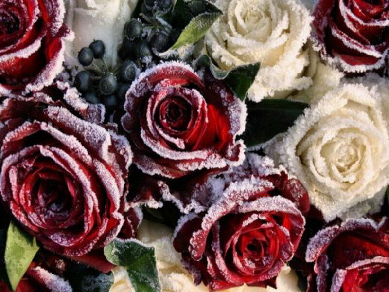 Frosted Red and White Roses