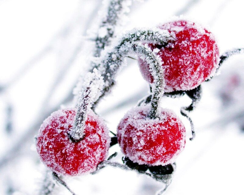 frosted red berries