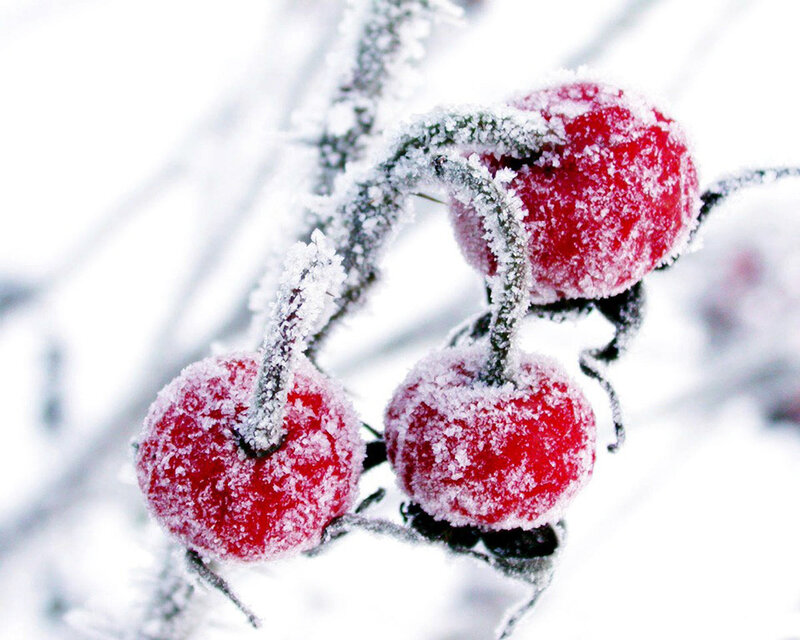 frosted red berries