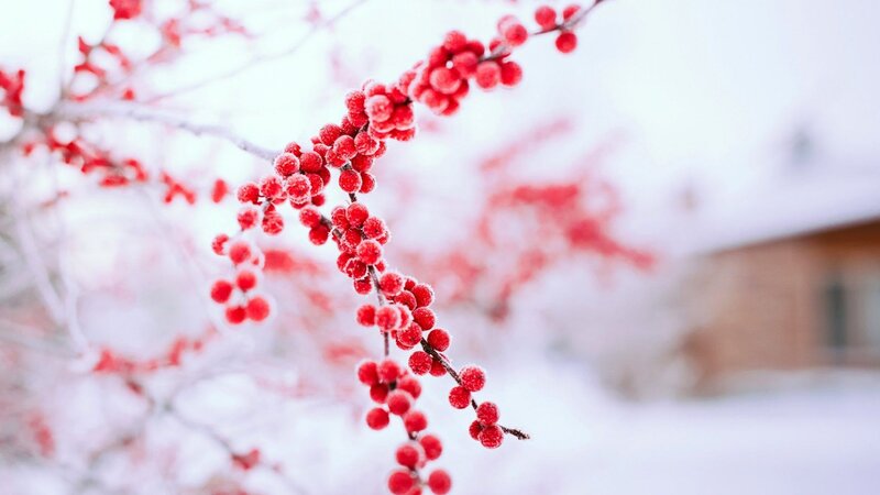 Frosted Red Berries — Calm