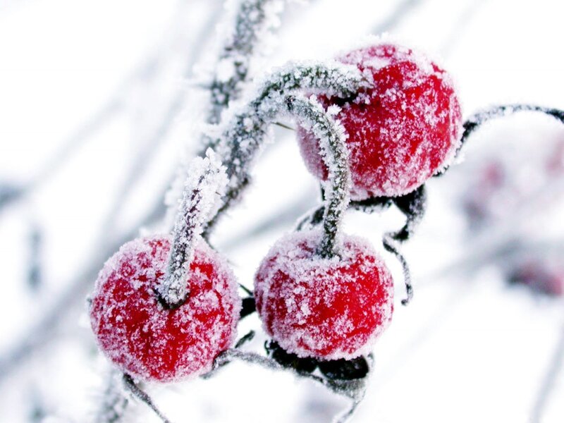 Frosted Red Berries — Cold, Serene