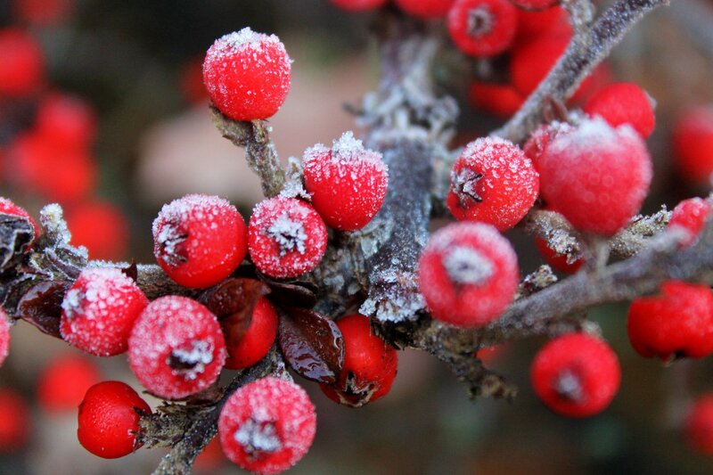 Frosted Red Berries — Cold, Winter, Photograph, Branch, Frost