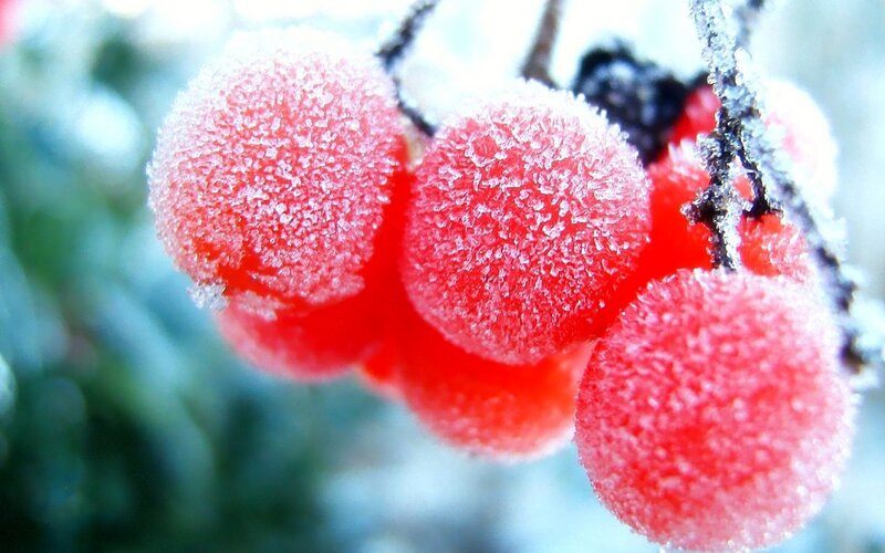 Frosted Red Berries — Cold, Winter, Photograph, Branch, Frost, White, Green