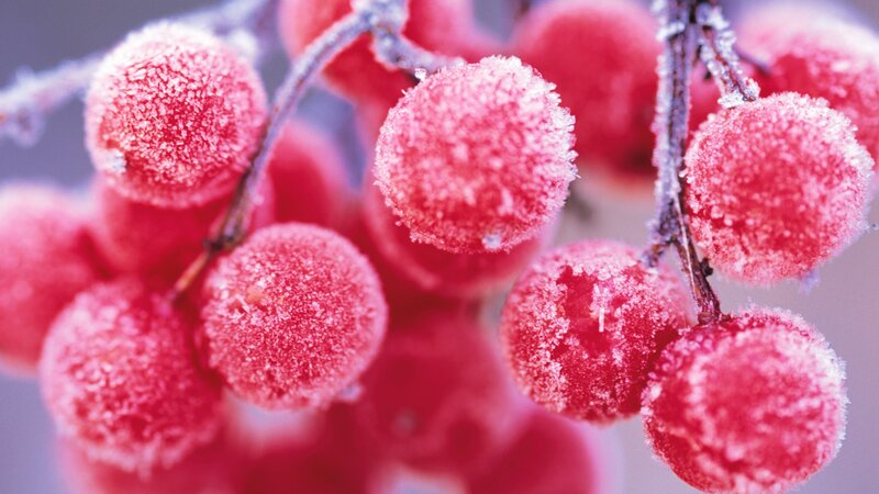 Frosted Red Berries — Cold, Winter, Photograph, Branches, Frost