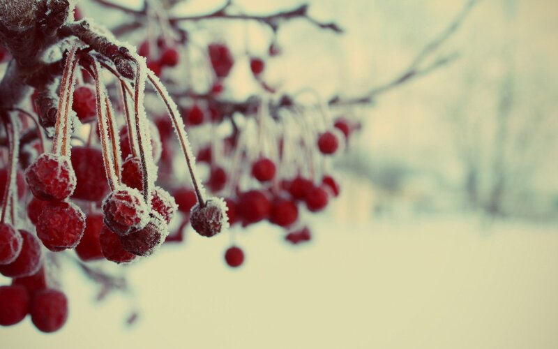 Frosted Red Berries — Cold, Winter, Photograph, Branches