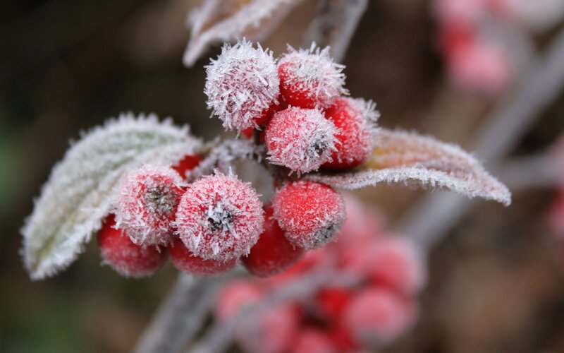 Frosted Red Berries — Cold, Winter, Photograph, Leaves