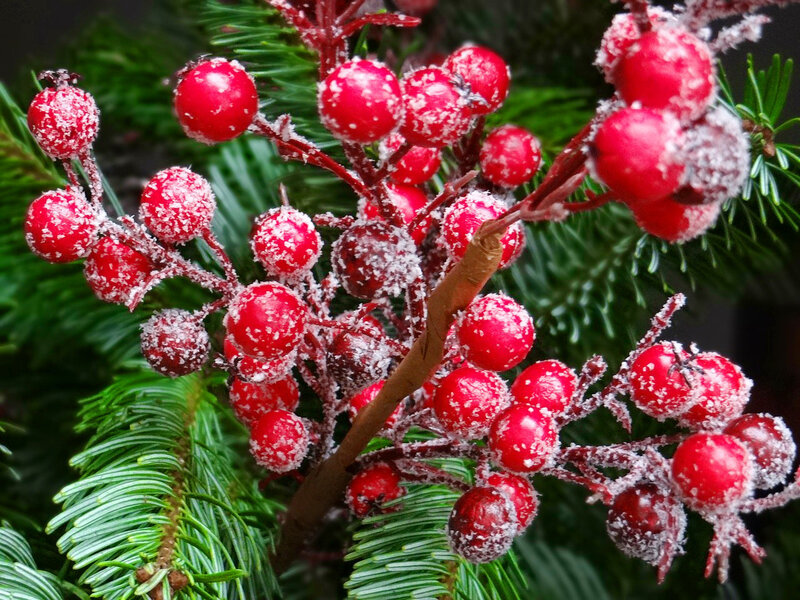 Frosted Red Berries — Festive
