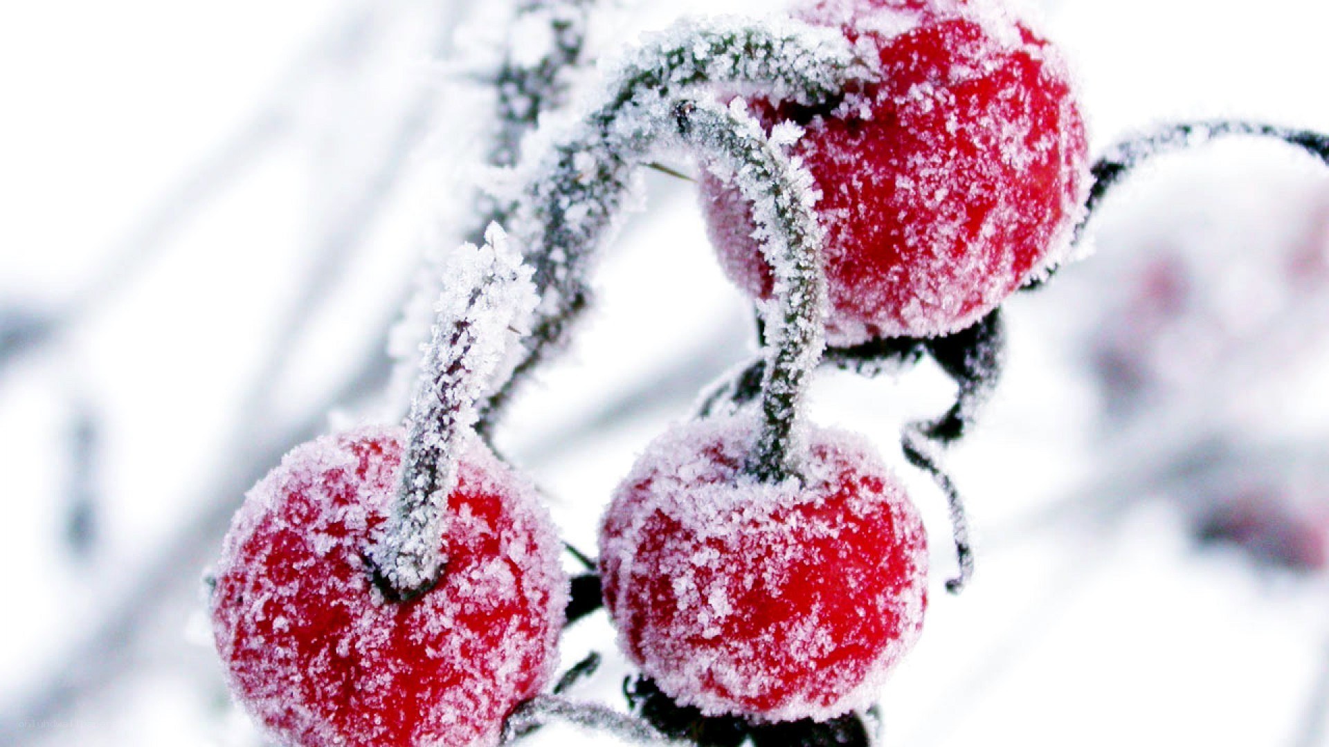frosted red berries in winter