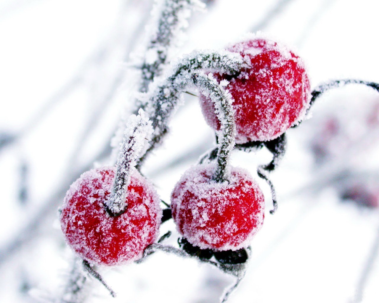 frosted red berries in winter