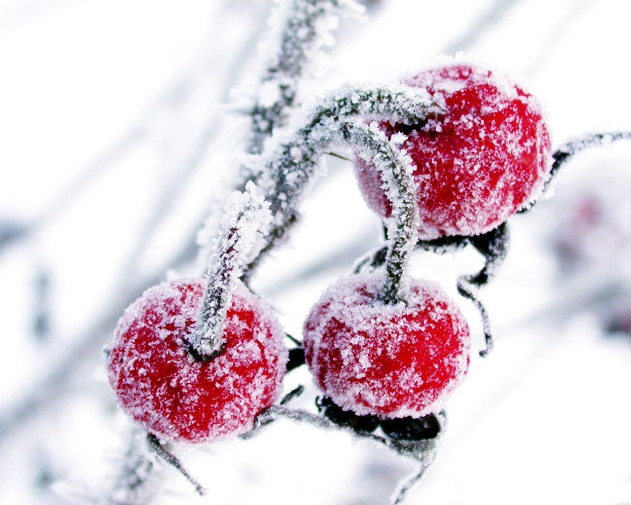 frosted red berries in winter