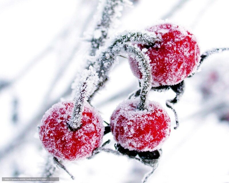 frosted red berries in winter