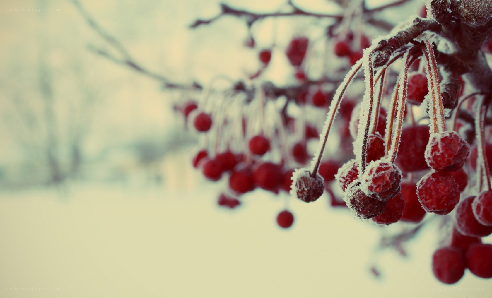 frosted red berries on a branch