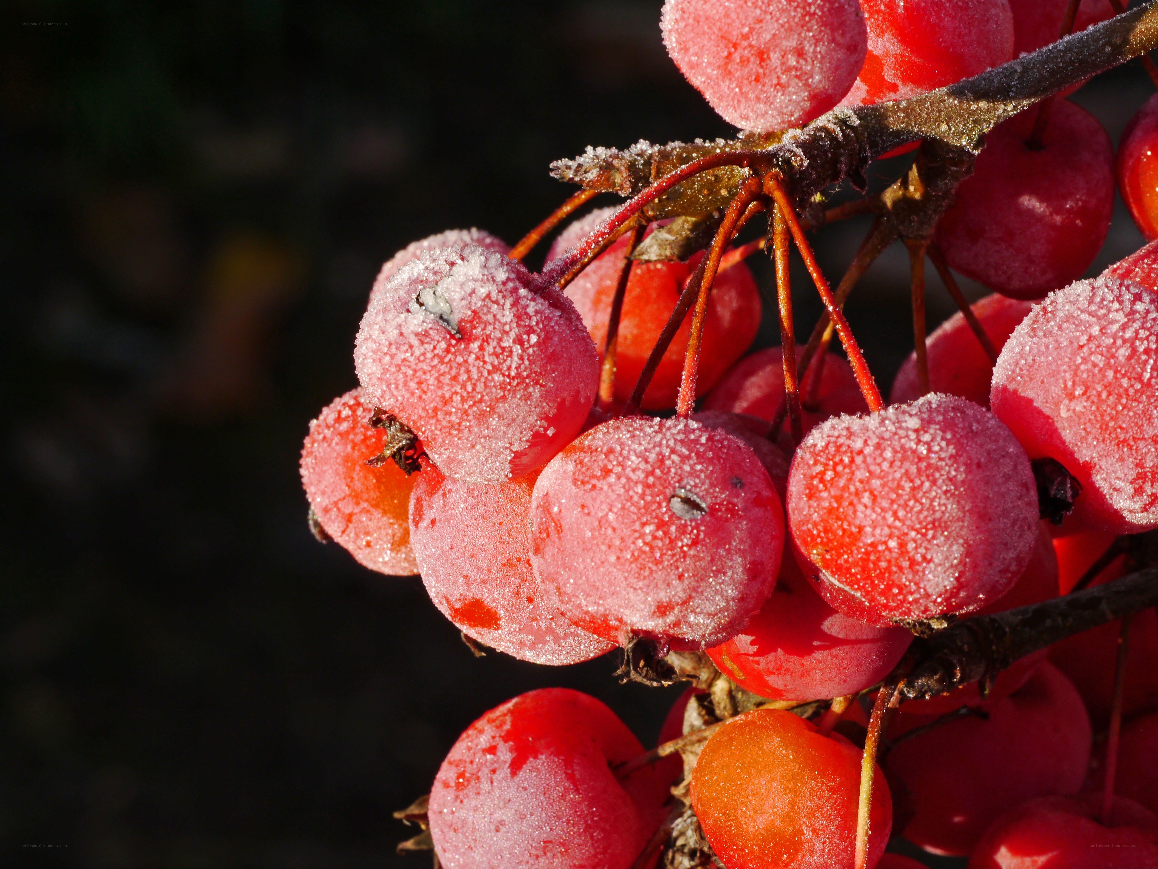 frosted red berries on a branch