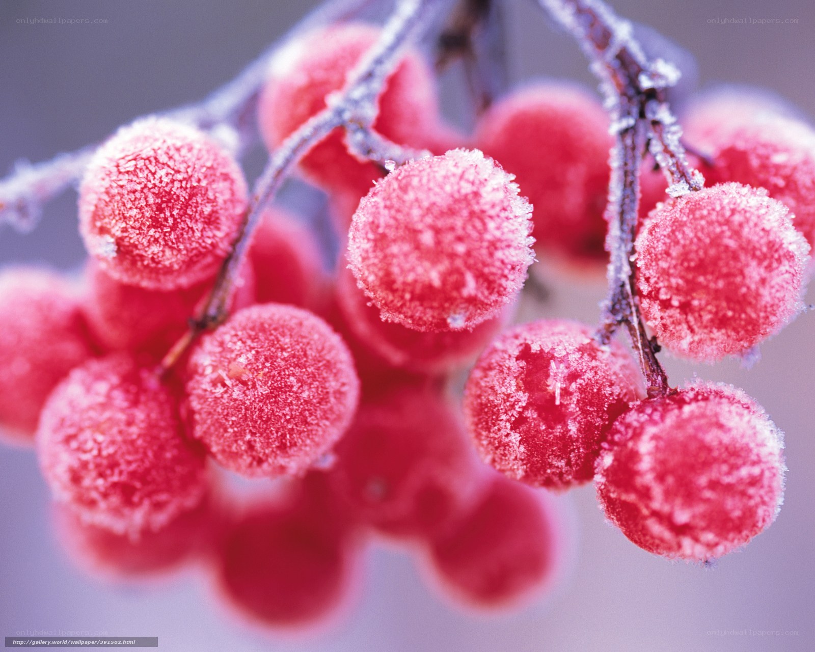 frosted red berries on branch