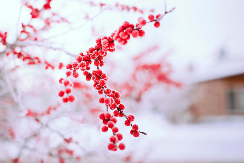 Frosted Red Berries — Serene