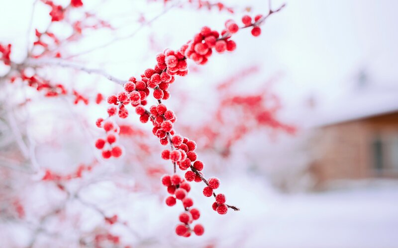 Frosted Red Berries — Serene, Winter