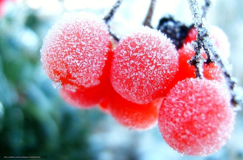 frosted red berries
