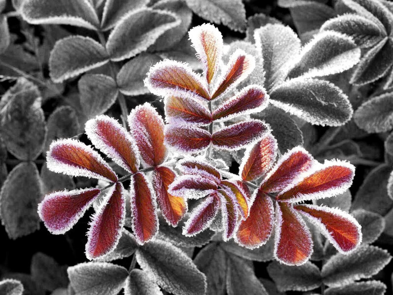 Frosted red leaves