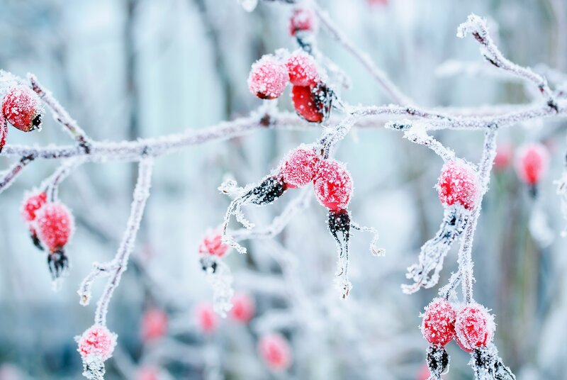 Frosted Rose Hips — Red, Cold