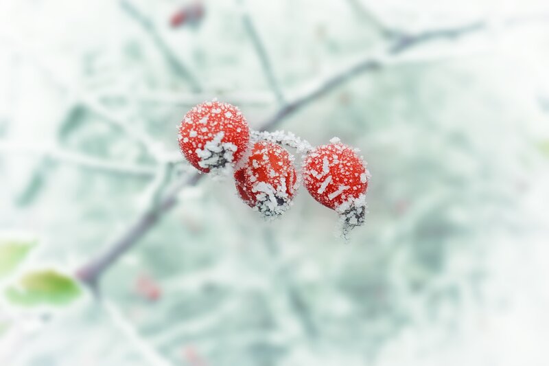 Frosted Rose Hips — Red
