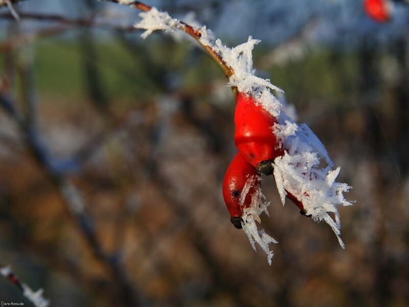 frosted rose hips