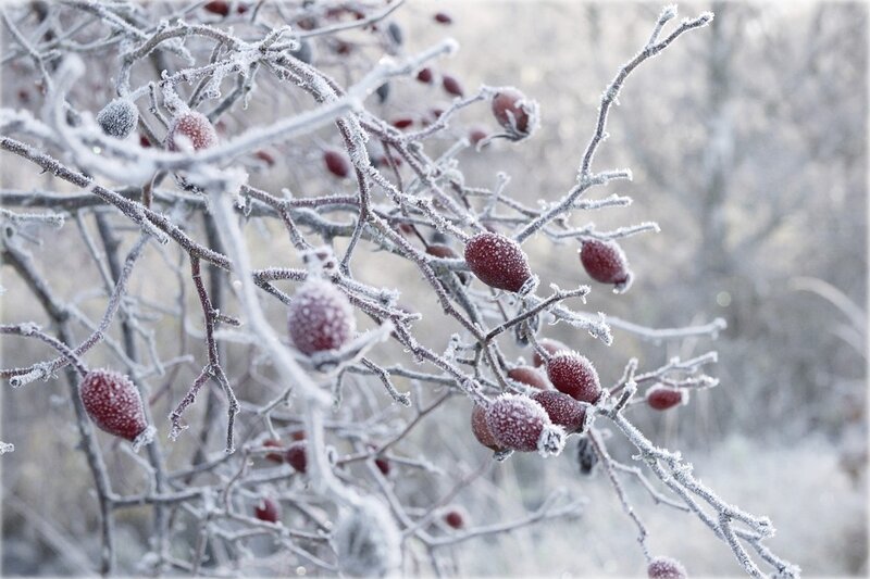Frosted Rose Hips — White
