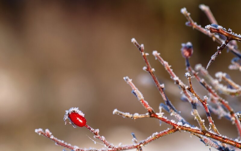 frosted rosehip berries