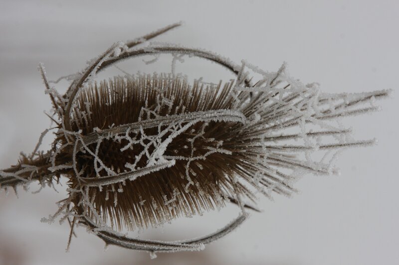 frosted teasel head