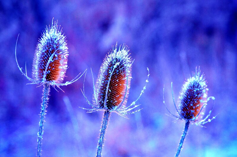 Frosted Thistle Heads