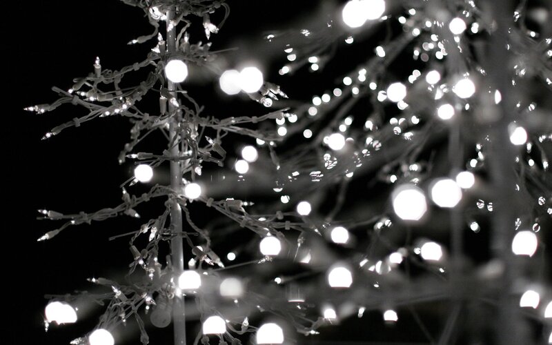 frosted tree with lights