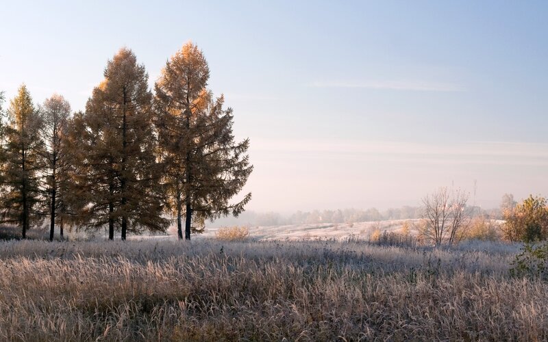 Frosty autumn field with trees