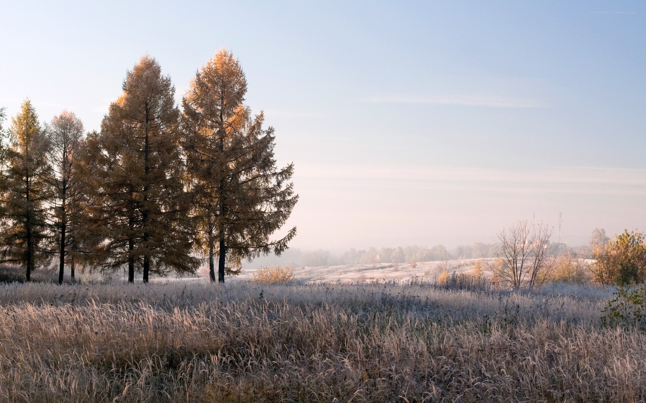 Frosty autumn field with trees