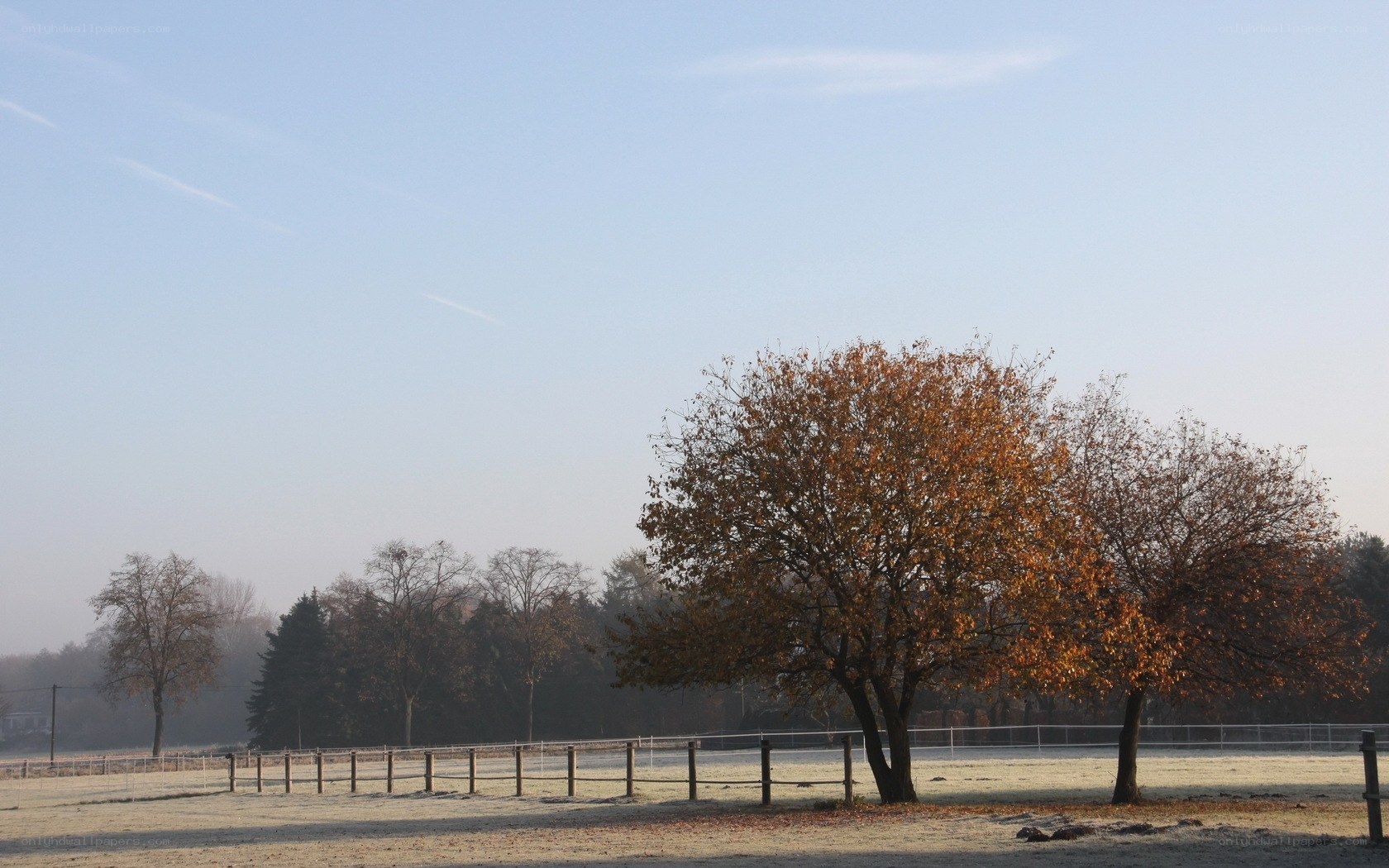 Frosty autumn field with trees