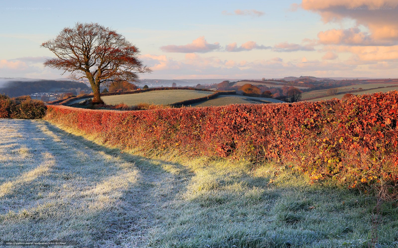 Frosty autumn landscape with lone tree