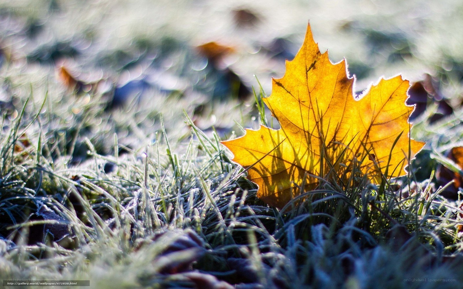 Frosty autumn leaf on grass