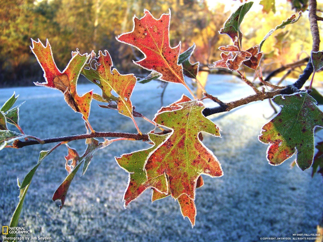 Frosty autumn leaves