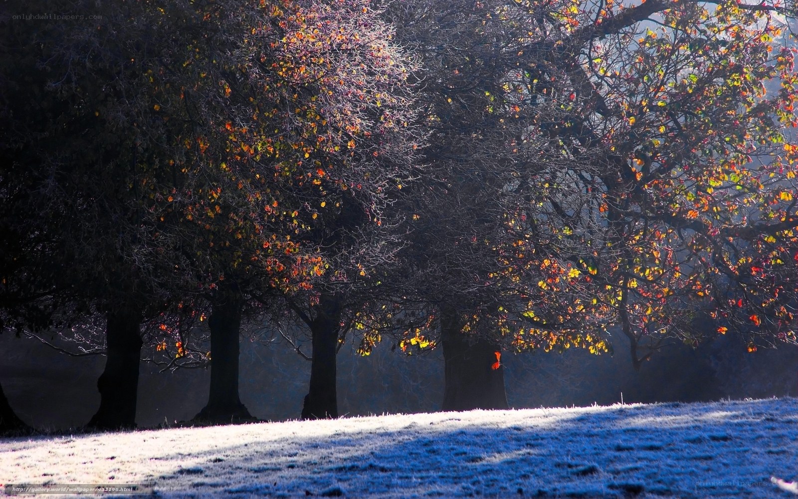 Frosty autumn trees in sunlight