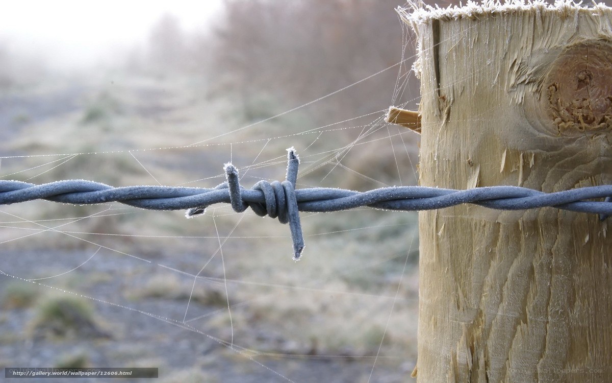 Frosty barbed wire fence