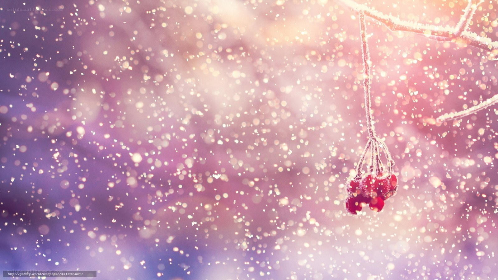 Frosty berries in winter light