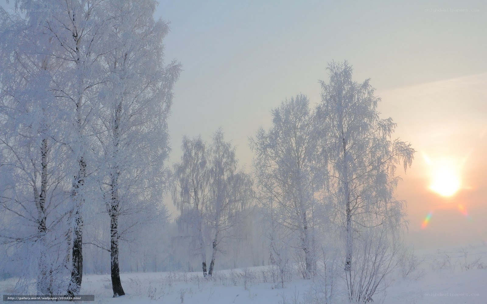 Frosty birch trees at sunrise