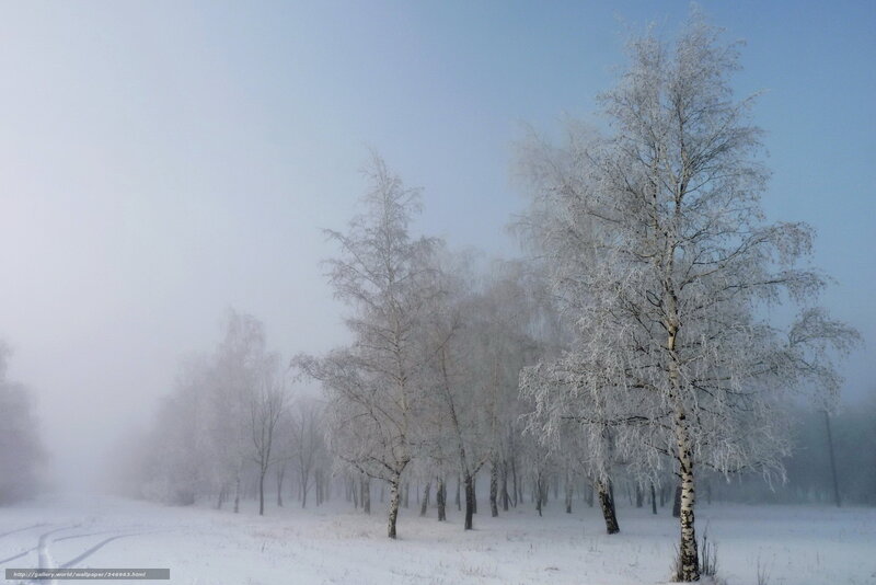 Frosty birch trees in fog