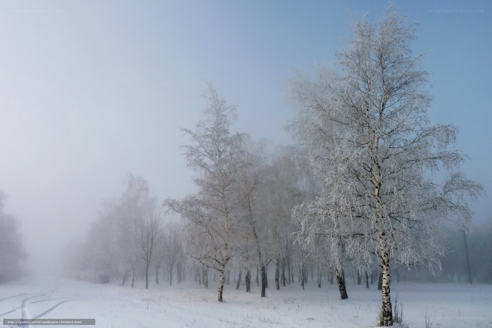 Frosty birch trees in fog