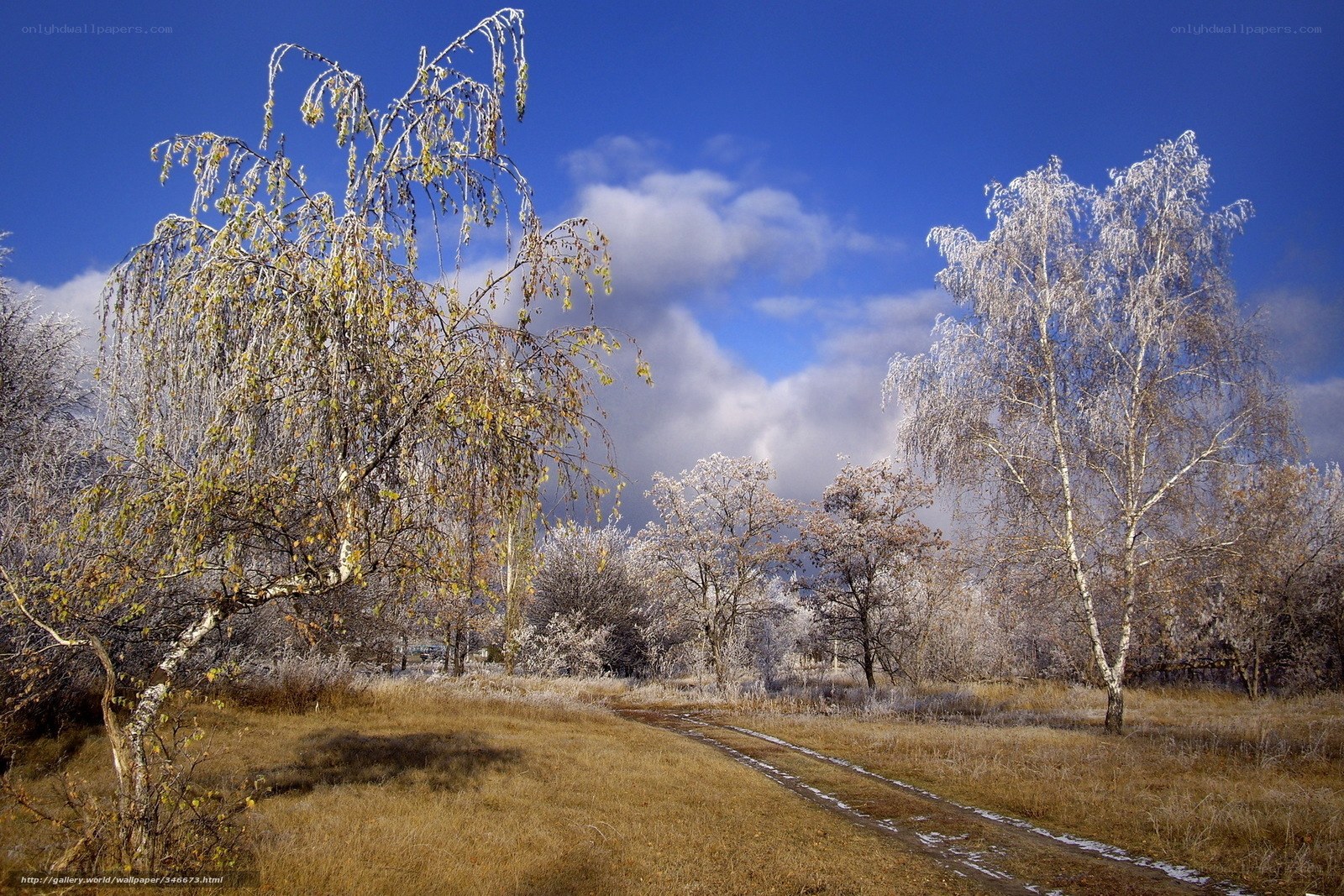 Frosty birch trees in winter