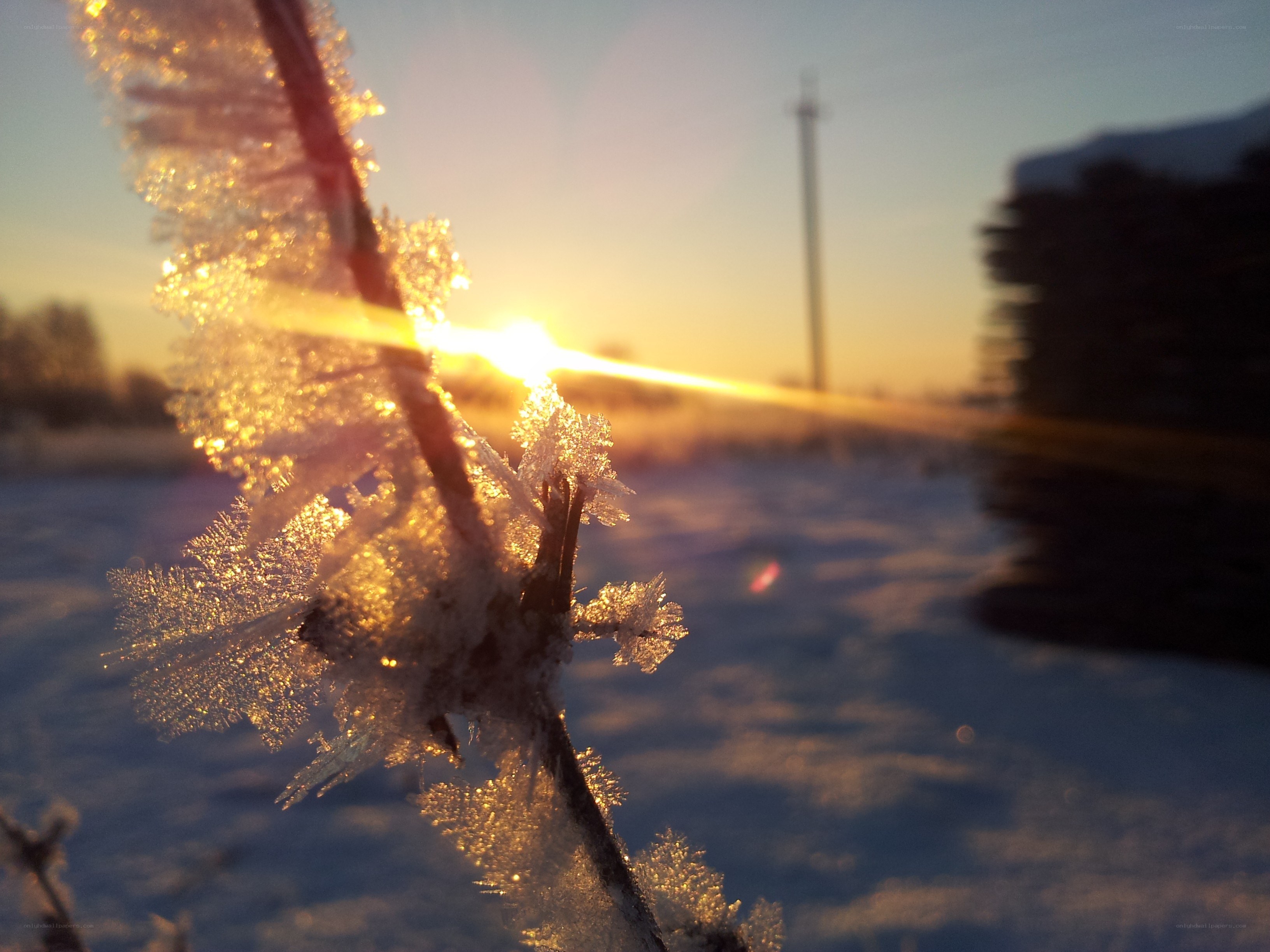 frosty branch at sunrise