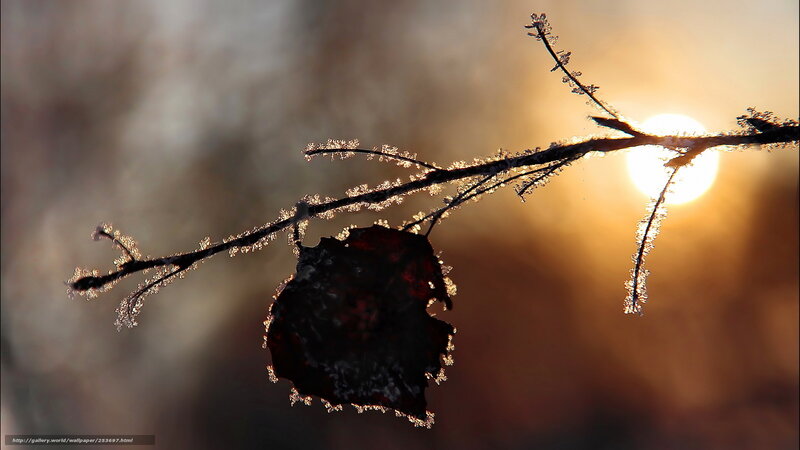 Frosty branch at sunset