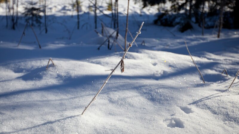 frosty branch in snowy forest