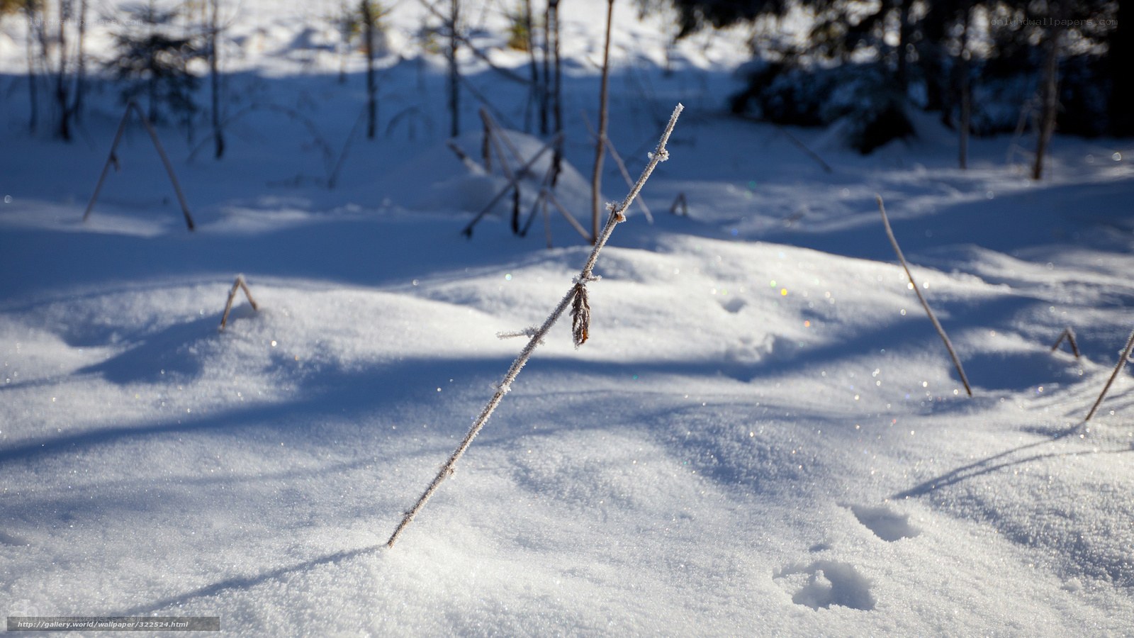 Frosty branch in snowy forest