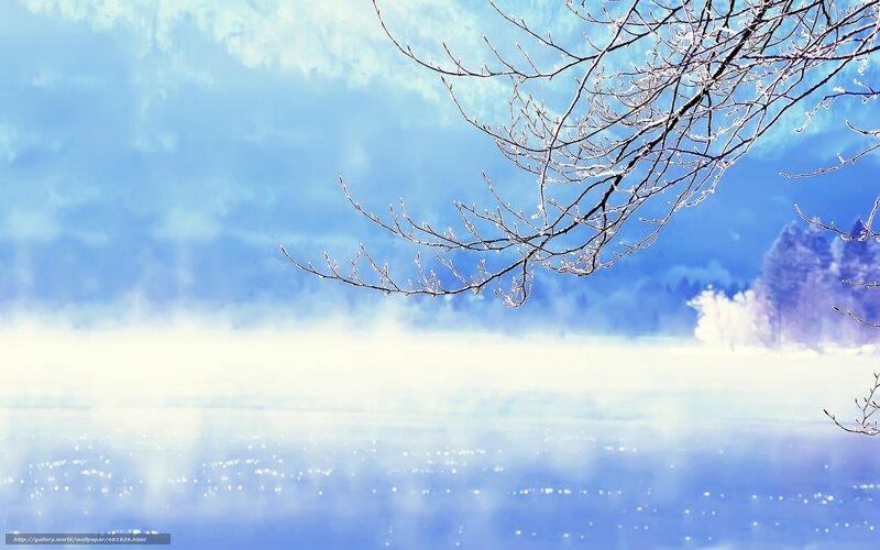 Frosty branch over misty lake