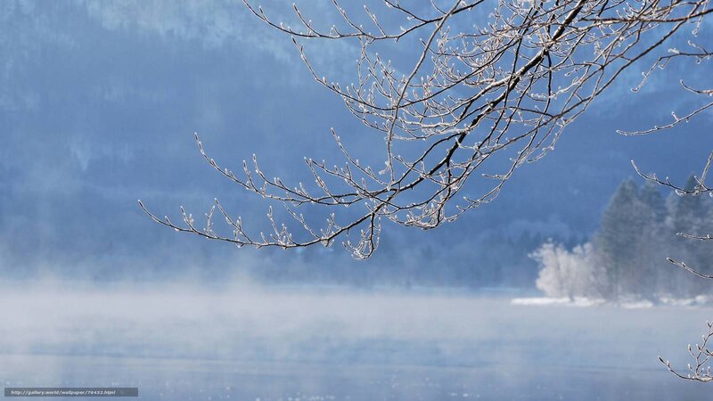 Frosty branch over misty lake